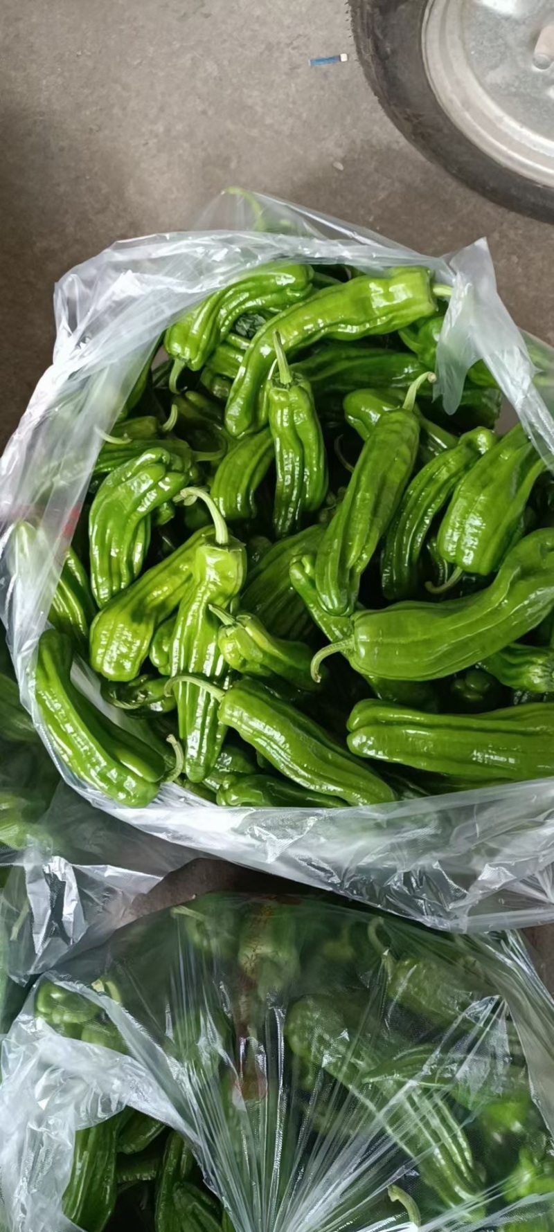 江苏鲜辣椒青椒薄皮椒大量上产地直接上车量大从优发全国
