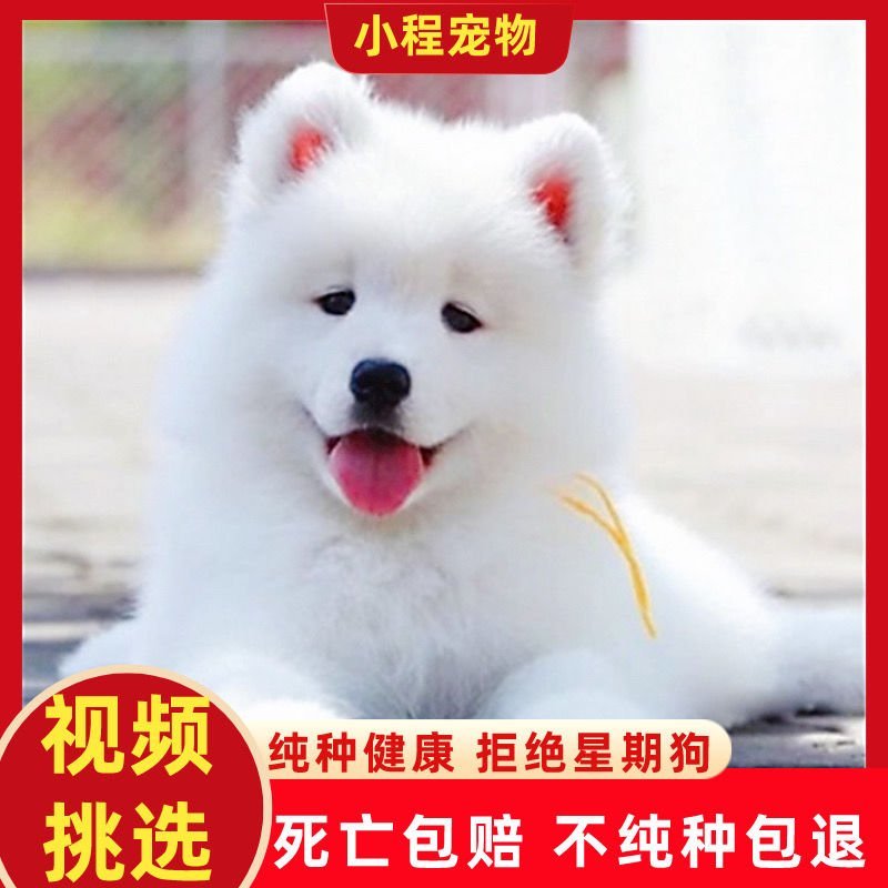 纯种萨摩耶幼犬活体熊版萨摩耶活体狗微笑天使萨摩耶宠物犬舍