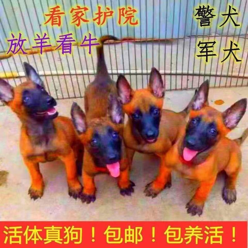 马犬幼犬纯种活体军犬警犬幼崽黑红爆红马犬看家护院大型犬小