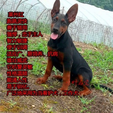 莱州红犬幼犬纯种苏联红犬活体猎犬大骨架中国红犬大型看家狗