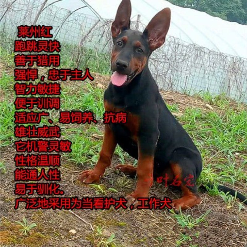 莱州红犬幼犬纯种苏联红犬活体猎犬大骨架中国红犬大型看家狗