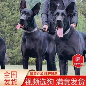 中华纯种黑狼犬活体幼犬宠物狗狗超大高大威武身体强壮看家护