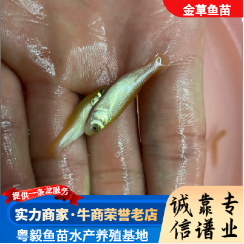 【金丝鲩】金草鱼苗金丝鲩鱼红草鱼淡水养殖成活率高