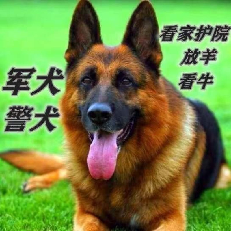 德牧幼犬德国牧羊犬黑背狼狗锤系弓背护卫犬警犬大型犬