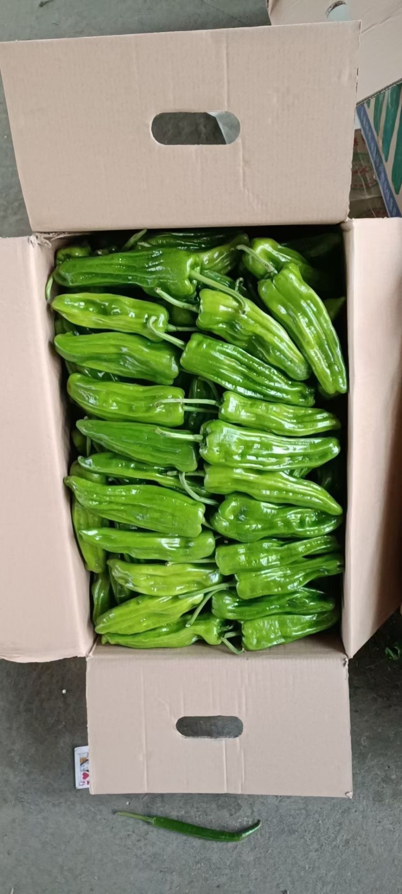 江苏鲜辣椒青椒薄皮椒大量上产地直接上车量大从优发全国