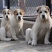 精品纯种中亚牧羊犬幼犬活体大型猛犬看家护院放牧牛羊纯白虎