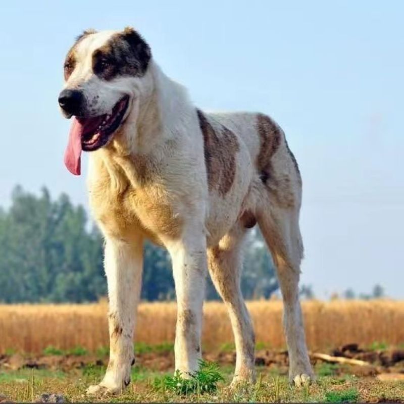 精品纯种中亚牧羊犬幼犬活体大型猛犬看家护院放牧牛羊纯白虎