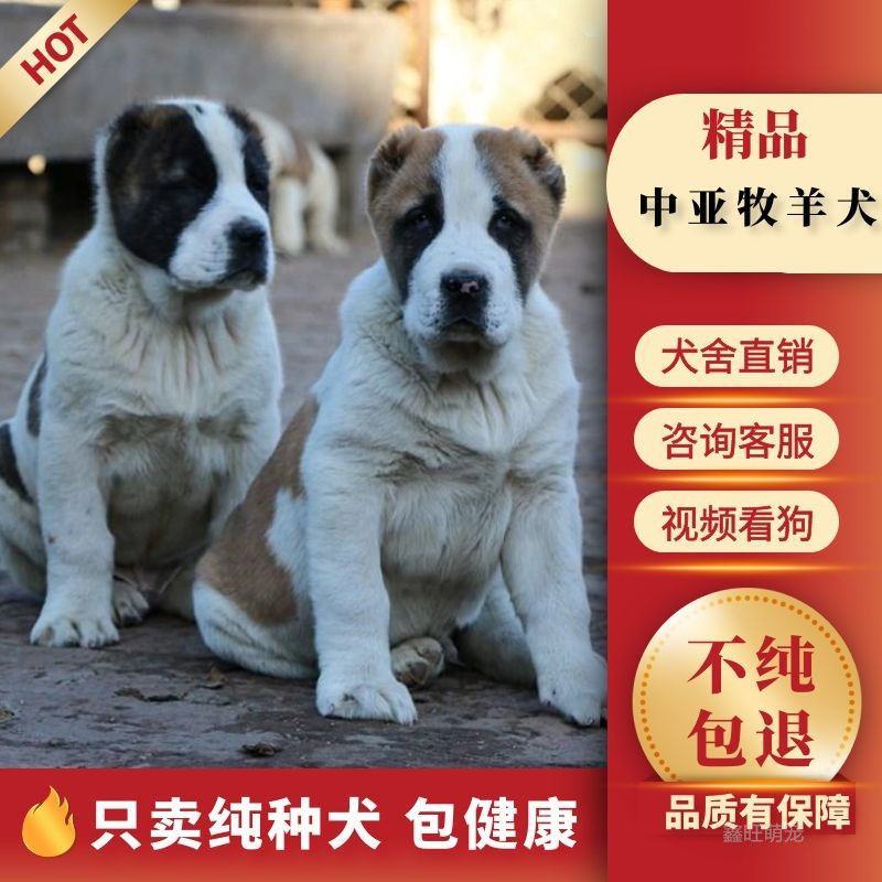 精品纯种中亚牧羊犬幼犬活体大型猛犬看家护院放牧牛羊纯白虎