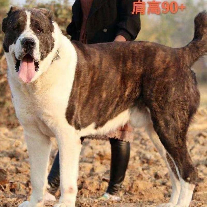 精品纯种中亚牧羊犬幼犬活体大型猛犬看家护院放牧牛羊纯白虎