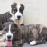 精品纯种中亚牧羊犬幼犬活体大型猛犬看家护院放牧牛羊纯白虎