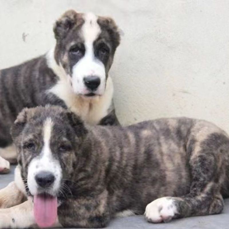 精品纯种中亚牧羊犬幼犬活体大型猛犬看家护院放牧牛羊纯白虎
