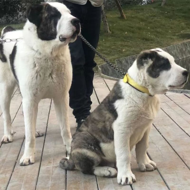 精品纯种中亚牧羊犬幼犬活体大型猛犬看家护院放牧牛羊纯白虎