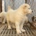 精品纯种中亚牧羊犬幼犬活体大型猛犬看家护院放牧牛羊纯白虎