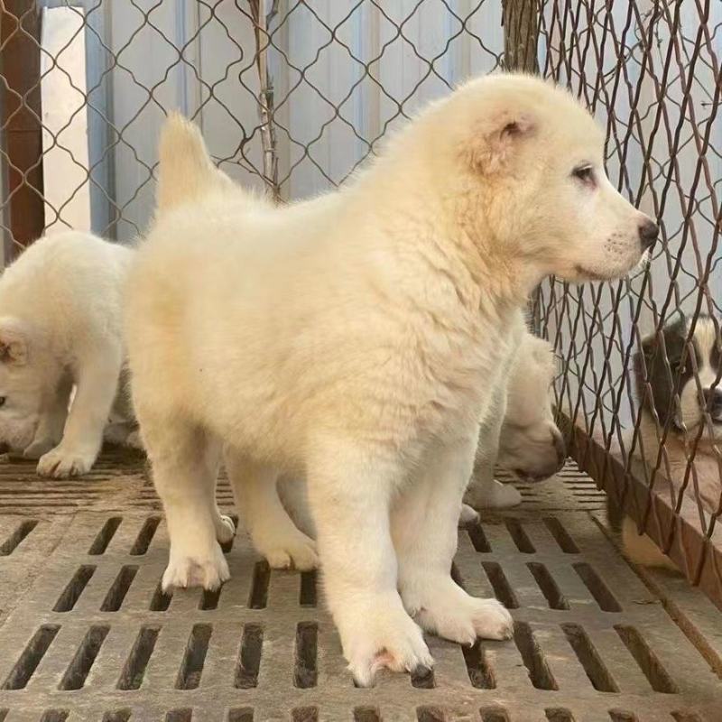 精品纯种中亚牧羊犬幼犬活体大型猛犬看家护院放牧牛羊纯白虎