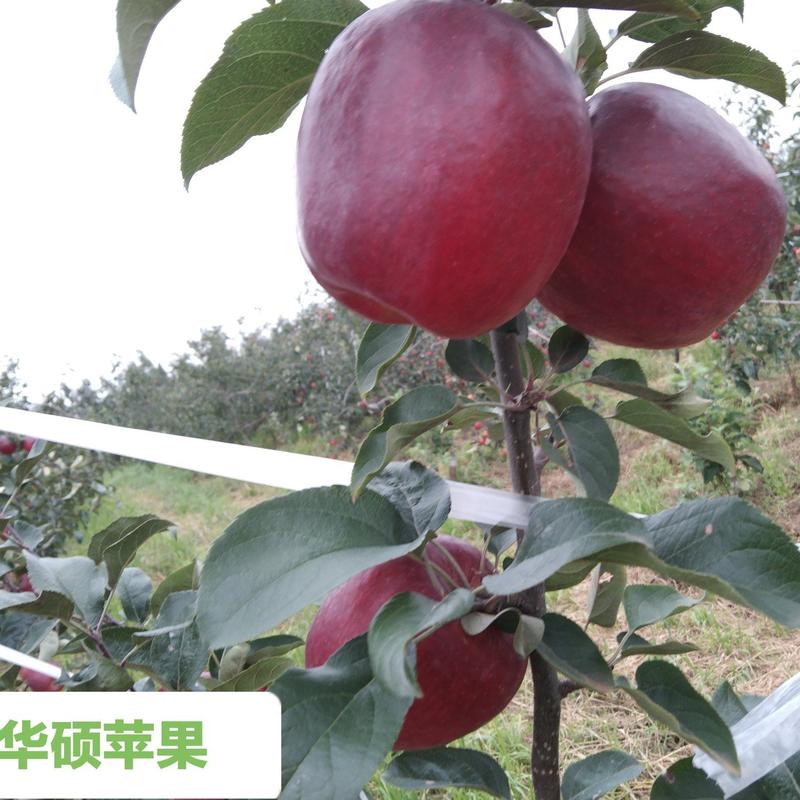 云南省昭通市华硕苹果高原糖心苹果（丑苹果）