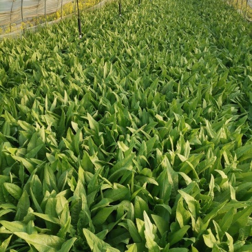 油麦菜