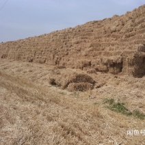 优质麦秸杆、花生秧牛羊草料饲料秸秆