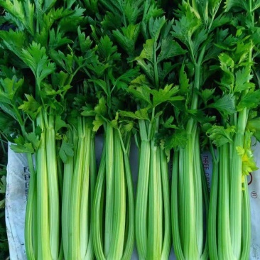 定西精品芹菜，产地直发，量大从优商品超值