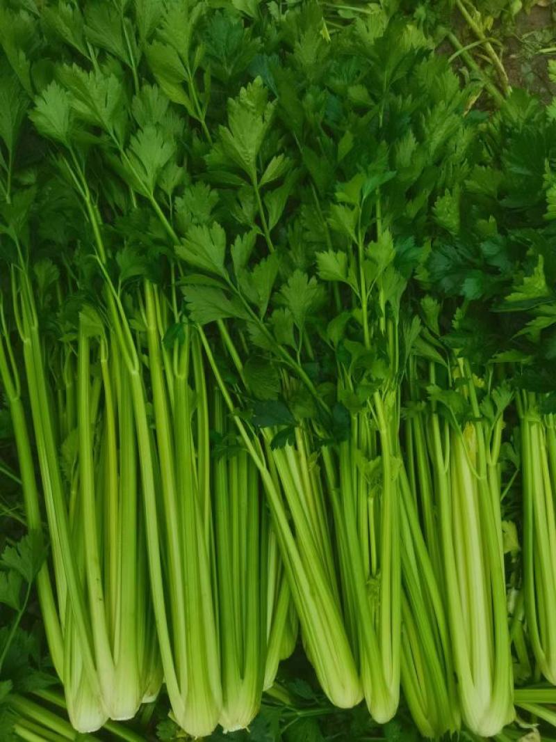 定西精品芹菜，产地直发，量大从优商品超值