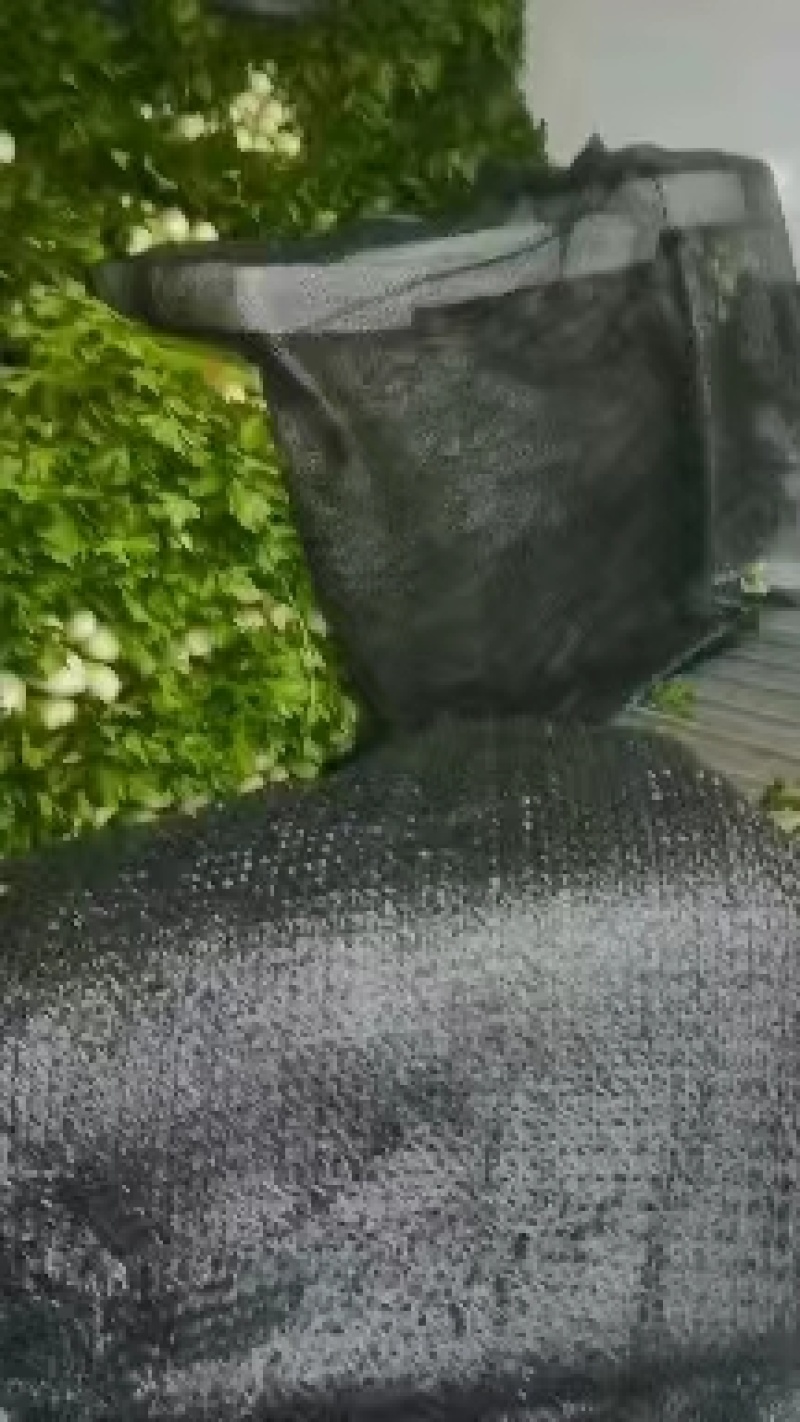 定西精品芹菜，产地直发，量大从优商品超值