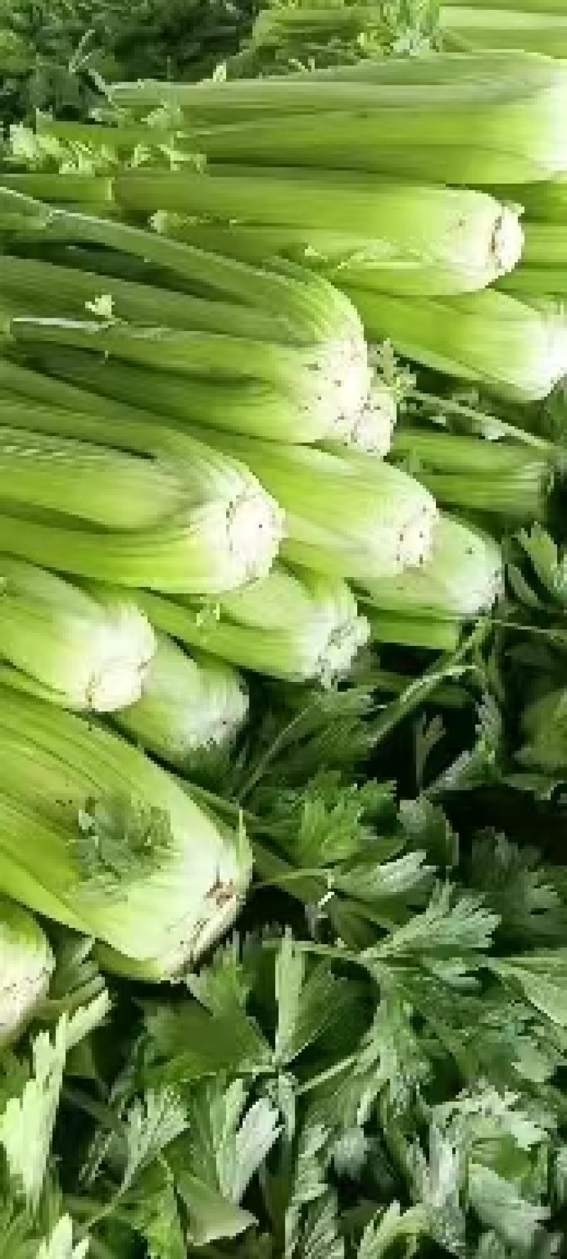 定西精品芹菜，产地直发，量大从优商品超值