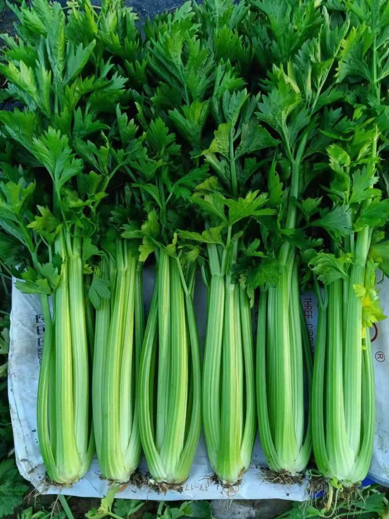 定西精品芹菜，产地直发，量大从优商品超值