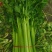定西精品芹菜，产地直发，量大从优商品超值