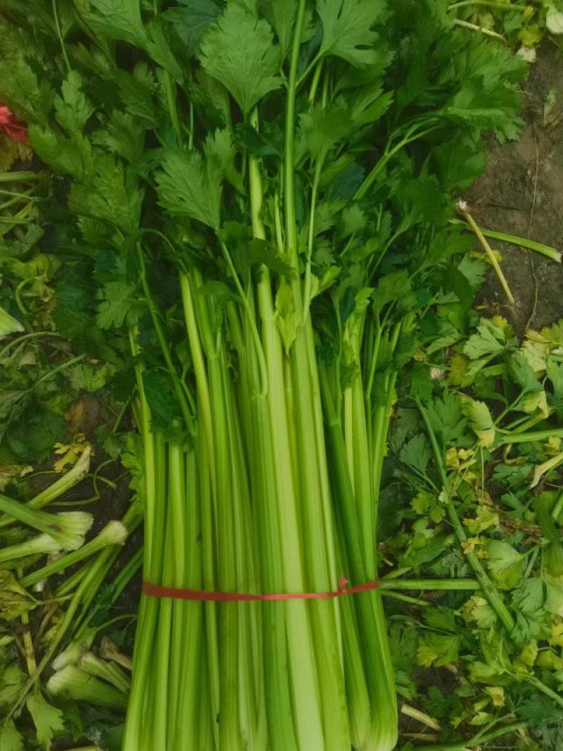定西精品芹菜，产地直发，量大从优商品超值