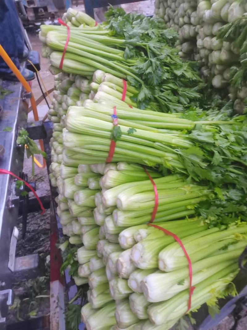 定西精品芹菜，产地直发，量大从优商品超值