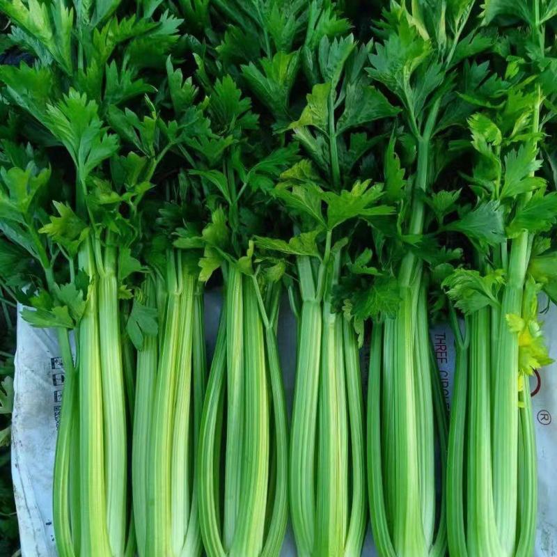 定西精品芹菜，产地直发，量大从优商品超值