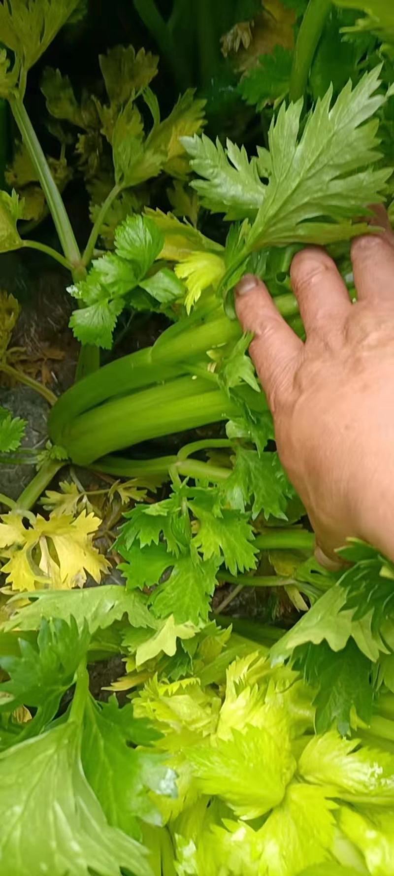 定西精品芹菜，产地直发，量大从优商品超值