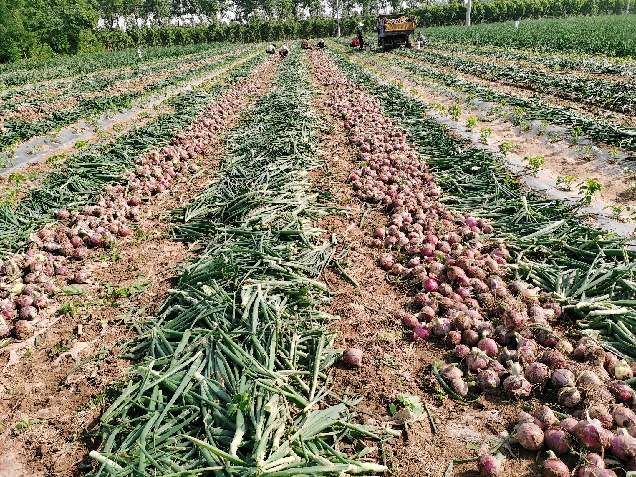 现代化机械正在田间进行紫皮洋葱采收作业,展现农业机械化发展成果 紫皮洋葱机械化采收现场