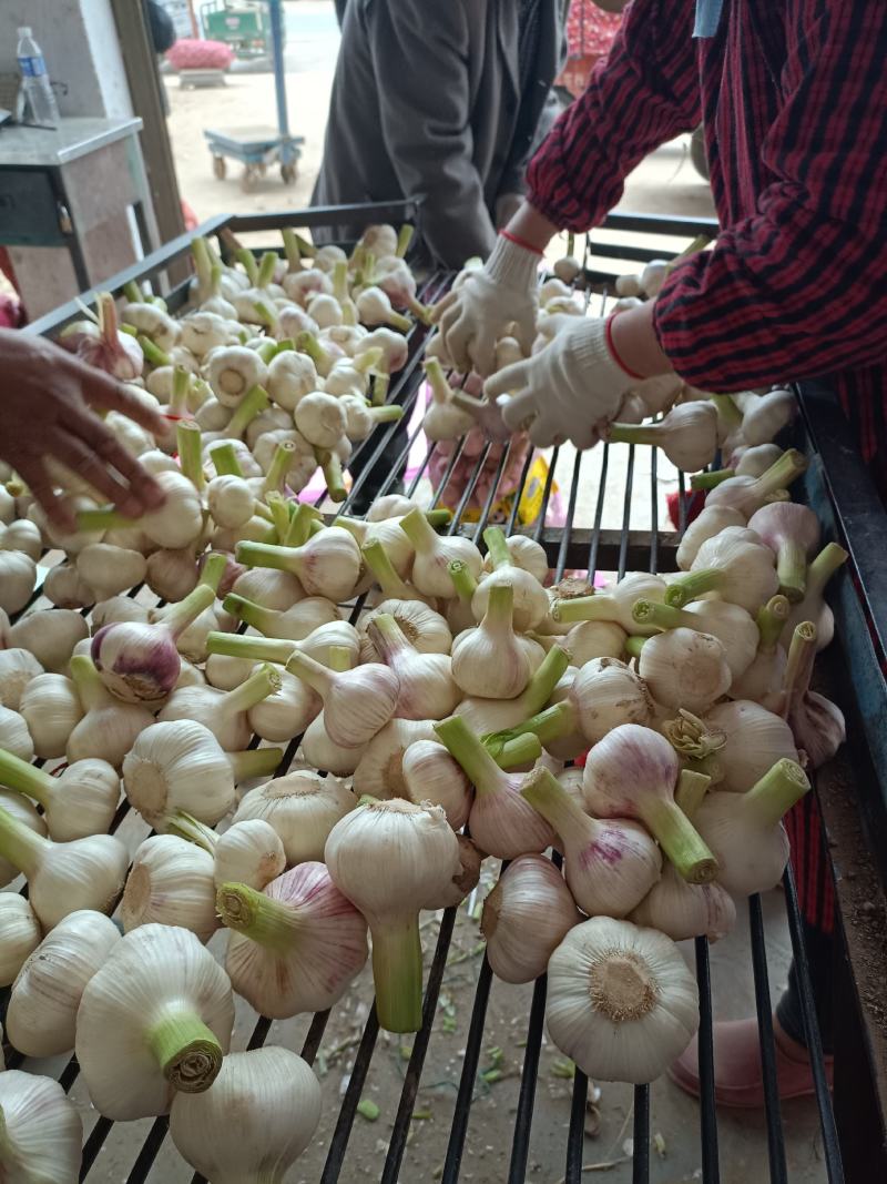 河南商丘扒皮大蒜大量供货个头均匀基地种植货好