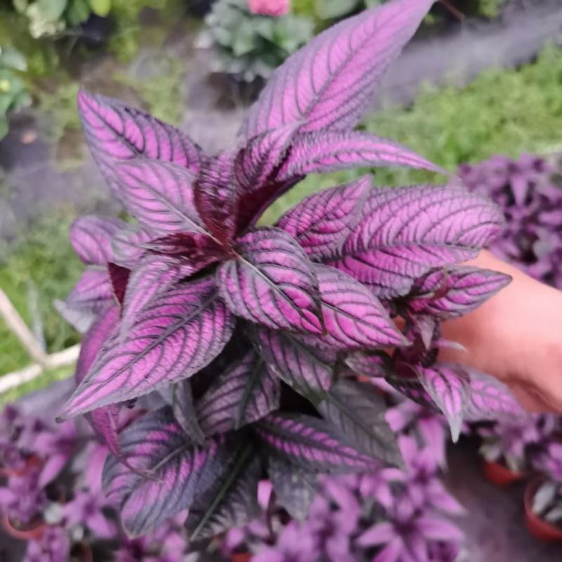 3株波斯红草叶红株形好110盆