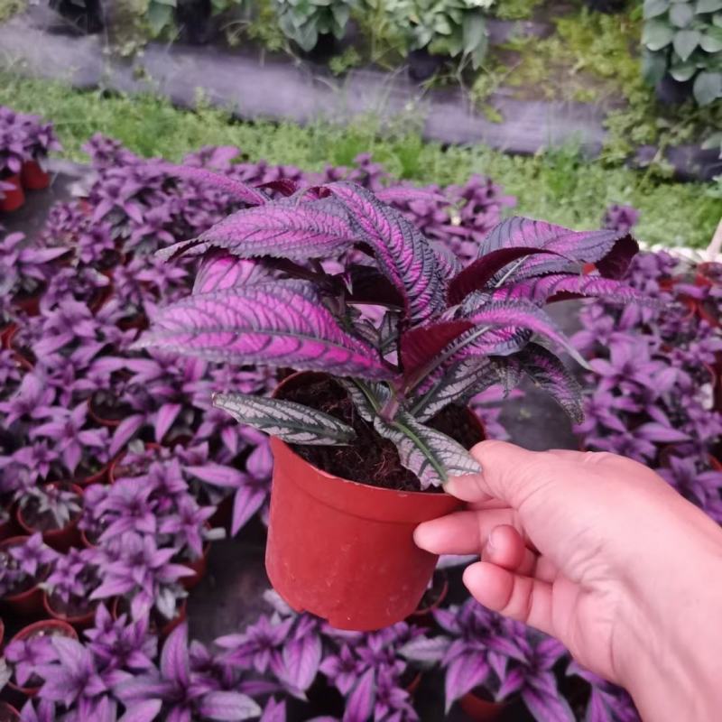 3株波斯红草叶红株形好110盆