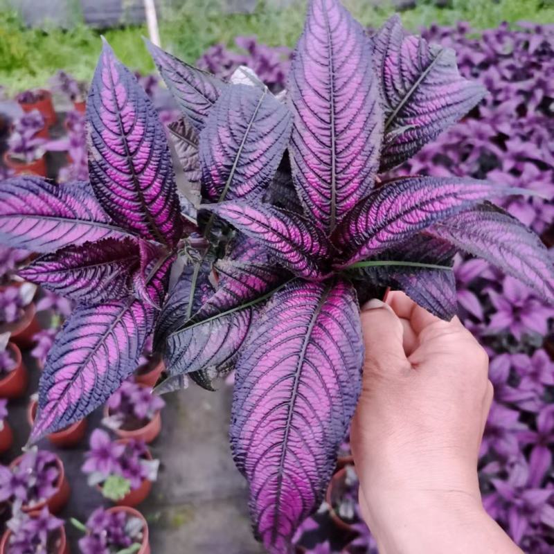 3株波斯红草叶红株形好110盆