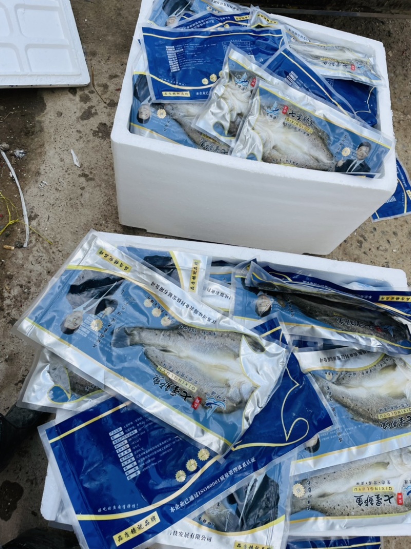 海鲈鱼去内脏清蒸锡纸鲈鱼质量保障一手货源视频看货等您来电
