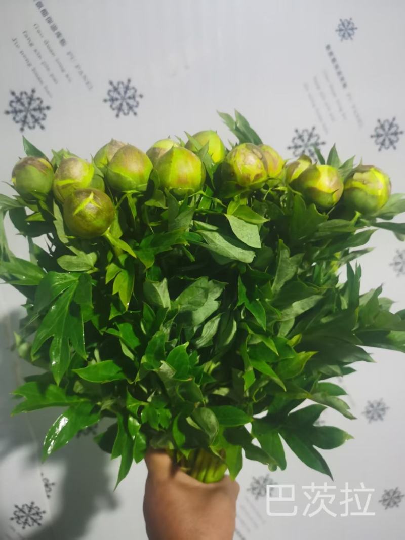 大花观赏重瓣芍药鲜切花，粉色芍药鲜切花，红色芍药鲜切花