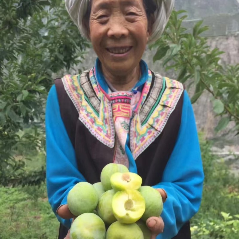 贵州脱核青脆李