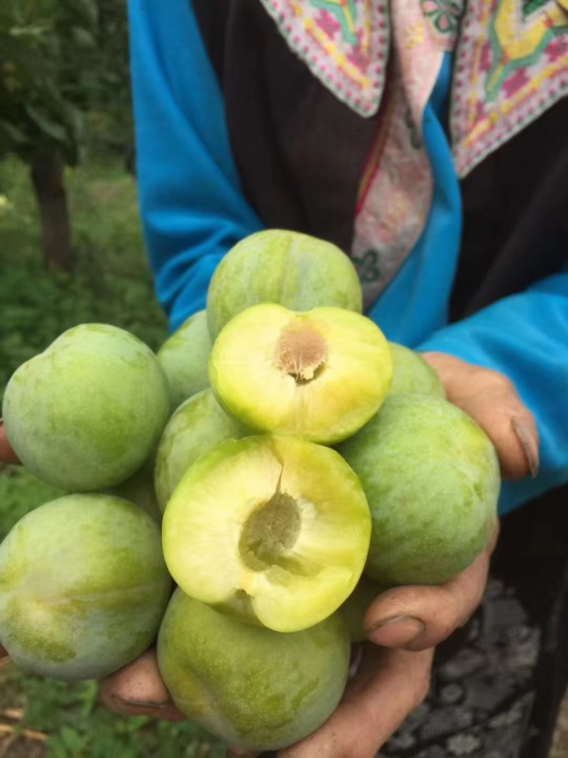 贵州脱核青脆李