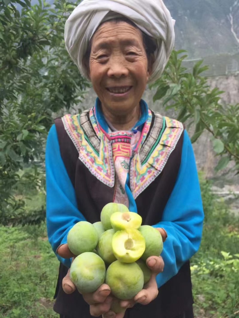 贵州脱核青脆李