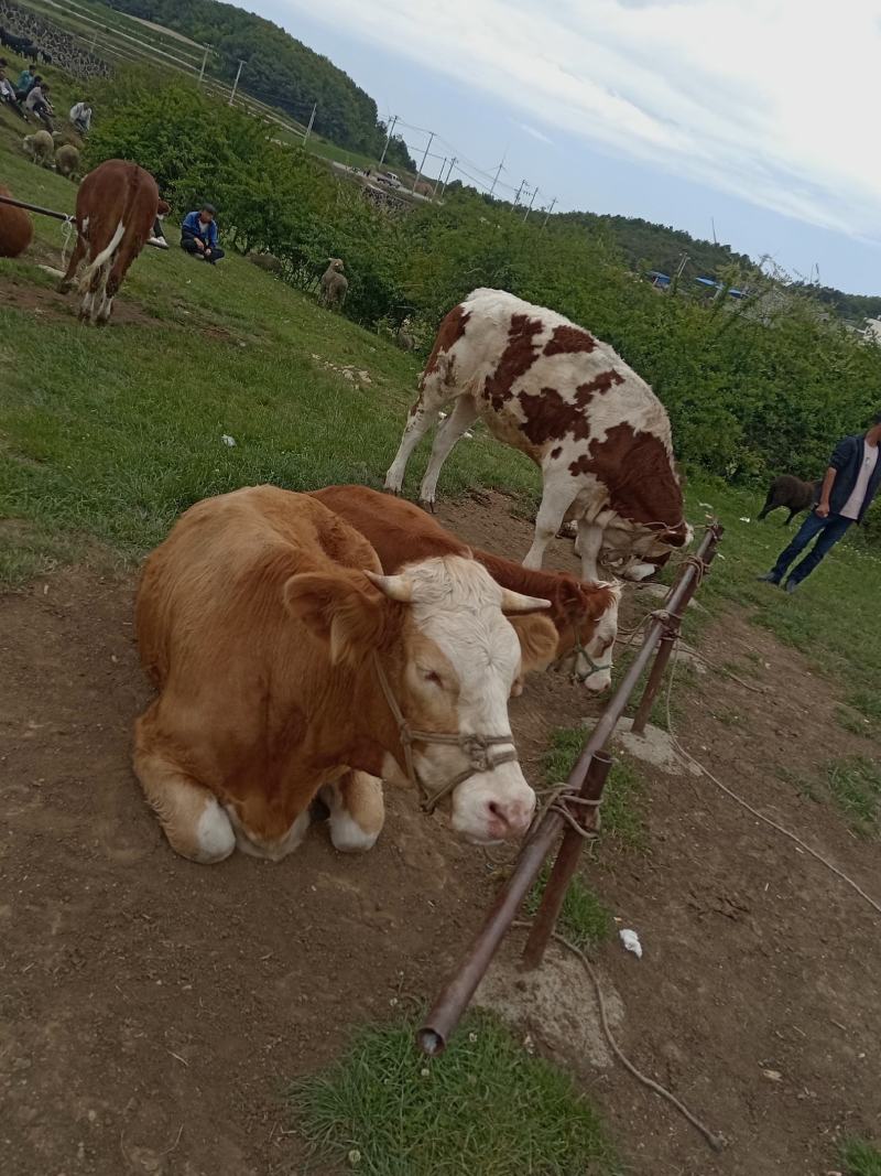 羊牛羊马