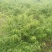 金银花干泡茶无硫自然干