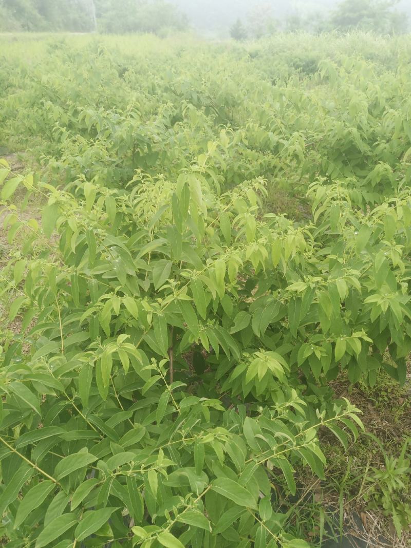 金银花干泡茶无硫自然干