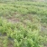 金银花干泡茶无硫自然干