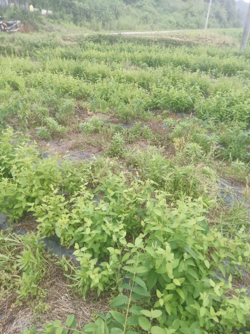 金银花干泡茶无硫自然干