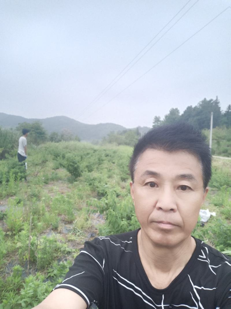 金银花干泡茶无硫自然干