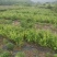 金银花干泡茶无硫自然干