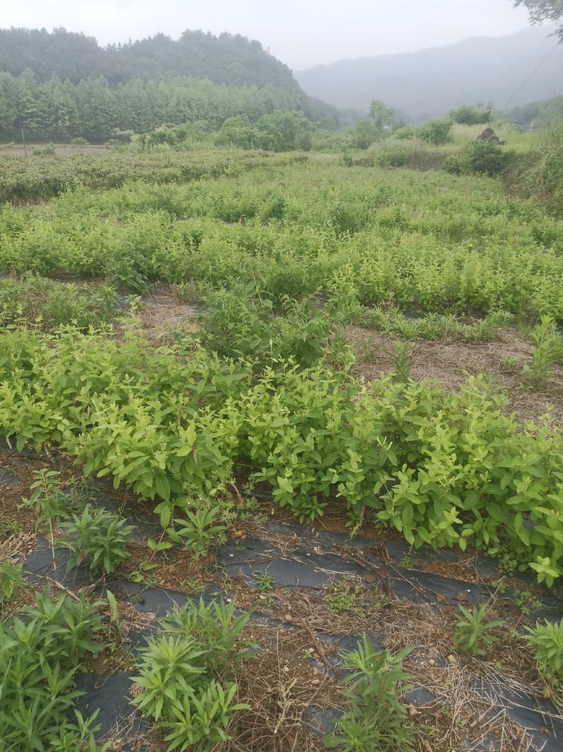 金银花干泡茶无硫自然干