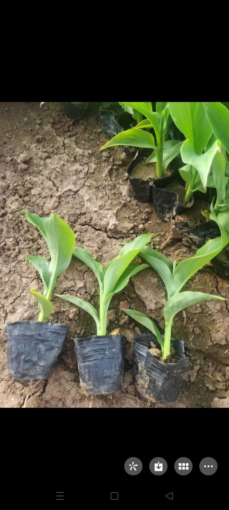 美人蕉杯苗红花美人蕉旱地美人蕉水生美人蕉基地现货